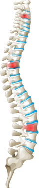 spine 2